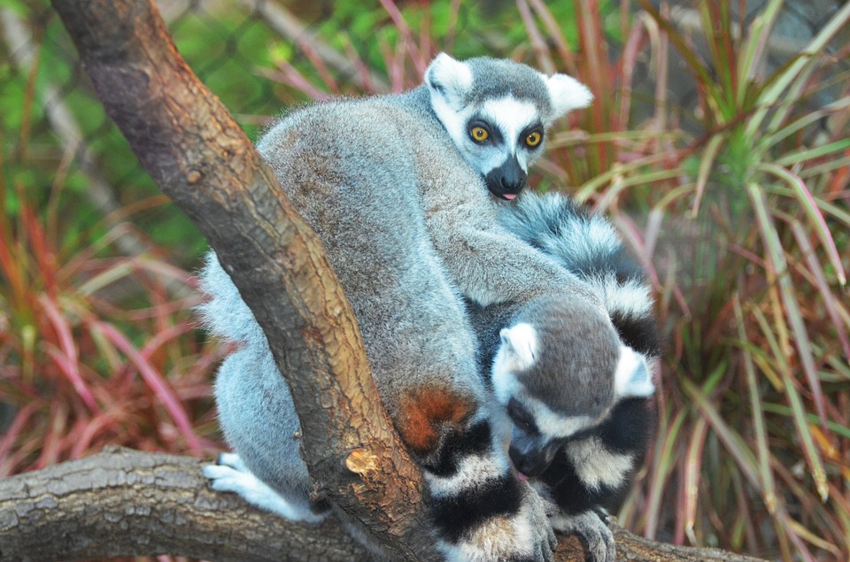 Madagascar is one of the most animal friendly unique vacation destinations