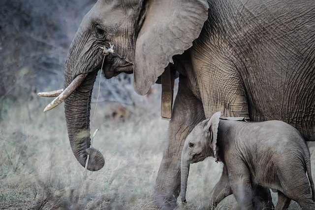 Elephants Wildlife Africa Holiday