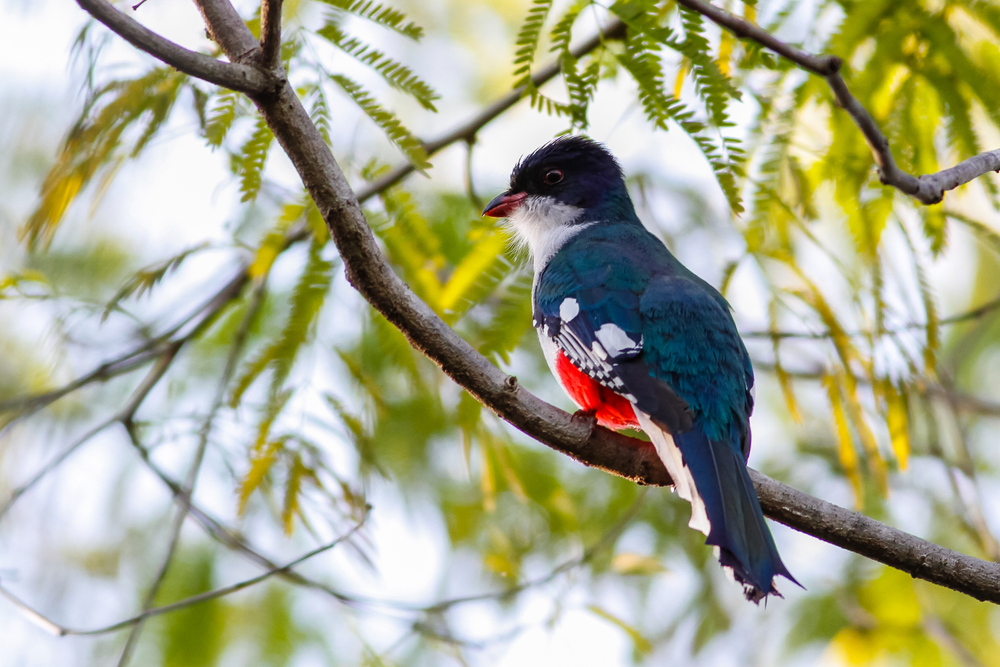 Cuban-Trogon-Tocororo