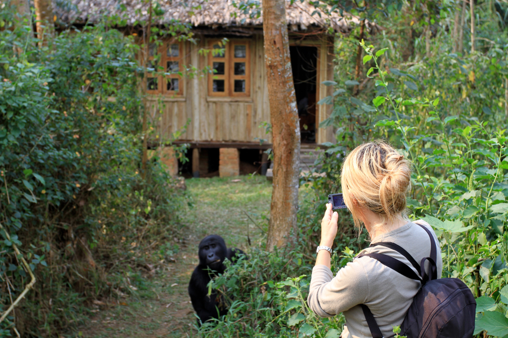 Tourist photographing a Mountain Gorilla in Bwindi National park, Uganda