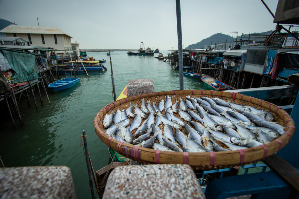 Fish laid out for drying in Tai O Fishing Village, Lantau island